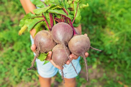 A child with a bunch of beets in the garden. Selective focus. nature.