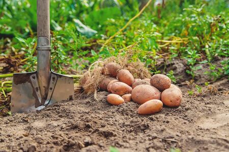 Dig potatoes in the garden. Selective focus. natureの写真素材