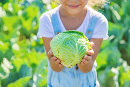 Child with cabbage and broccoli in the hands. Selective focus.の写真素材