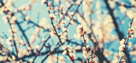 Blooming apricots tree in the garden. Selective focus nature.の写真素材