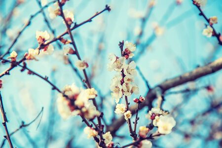 Blooming apricots tree in the garden. Selective focus nature.の写真素材