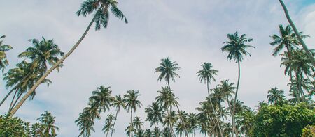 Coconut trees on the island. Selective focus. nature.の写真素材