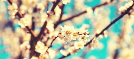 Blooming tree in the garden. Selective focus nature.の写真素材