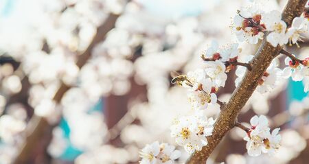 Blooming tree in the garden. Selective focus nature.の写真素材