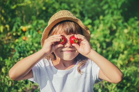 A child in a garden with tomatoes. Selective focus.の写真素材