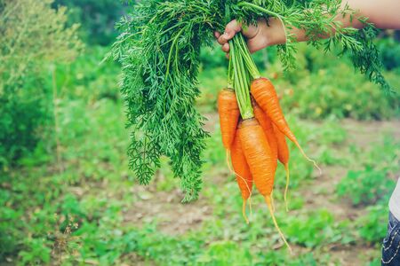 A child in the garden with carrots. Selective focus. natureの写真素材