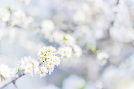 Blooming tree in the garden. Selective focus nature.