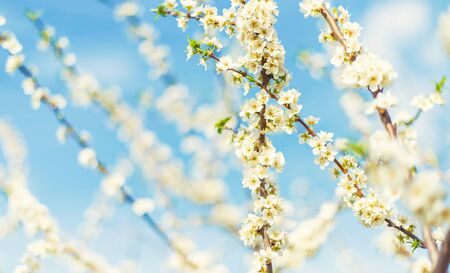 Blooming tree in the garden. Selective focus nature.の写真素材