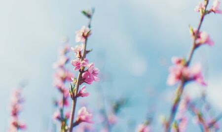 Blooming tree in the garden. Selective focus nature.の写真素材