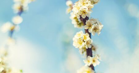 Blooming tree in the garden. Selective focus nature.の写真素材
