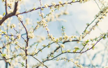 Blooming tree in the garden. Selective focus nature.