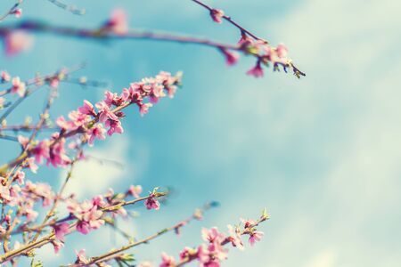 Blooming tree in the garden. Selective focus nature.