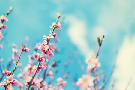 Blooming tree in the garden. Selective focus nature.の写真素材