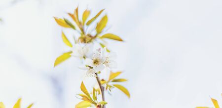 Blooming tree in the garden. Selective focus nature.