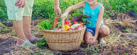 Grandmother and child with vegetables in the vegetable garden. Selective focus. nature.の写真素材