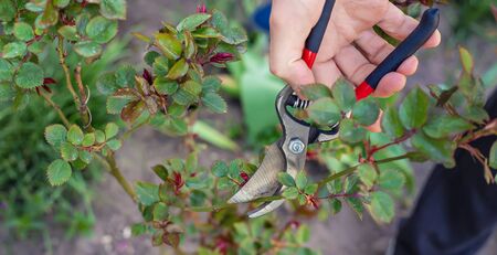 Gardener pruning roses in the garden. Selective focus. Nature.の写真素材