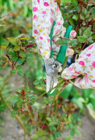 Gardener pruning roses in the garden. Selective focus. Nature.の写真素材