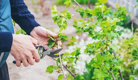 Gardener pruning currant bushes in the garden. Selective focus. nature.の写真素材