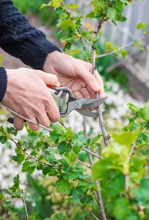 Gardener pruning currant bushes in the garden. Selective focus. nature.の写真素材