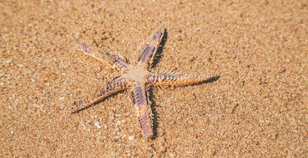 starfish on the beach on the sand. Selective focus. nature.