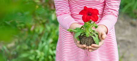 A child plants a flower garden. Selective focus. nature.の写真素材