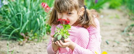 A child plants a flower garden. Selective focus. nature.の写真素材