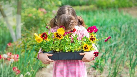 A child plants a flower garden. Selective focus. nature.の写真素材