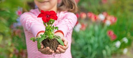 A child plants a flower garden. Selective focus. nature.