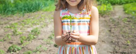 A child with seedlings in his hands in the garden. Selective focus. people.の写真素材