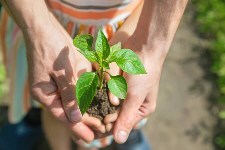 A child with his father plant a nursery garden. Selective focus. people.の写真素材