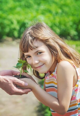 A child with his father plant a nursery garden. Selective focus. people.の写真素材