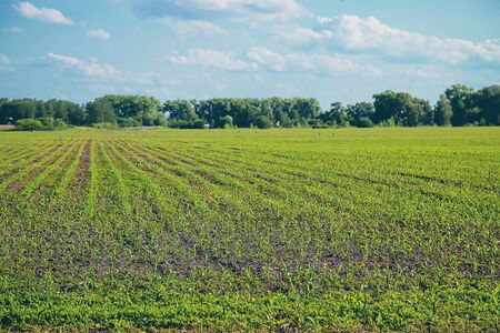 A field sown by young corn. Selective focus. Nature.の写真素材