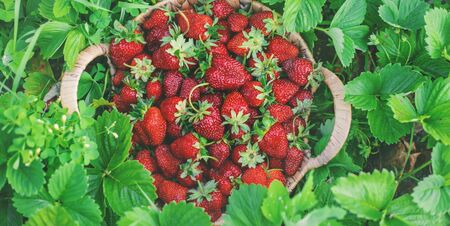 Strawberry berries in a basket in the vegetable garden. Selective focus. food.の写真素材