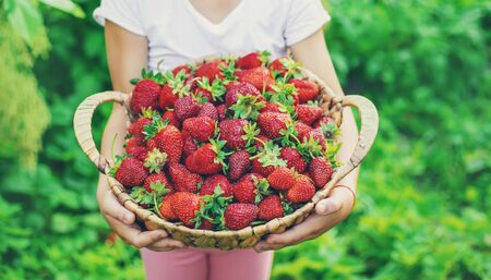 A child with strawberries in the hands. Selective focus. food.の写真素材