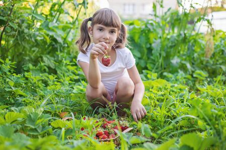 A child with strawberries in the hands. Selective focus. food.の写真素材