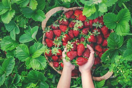 A child with strawberries in the hands. Selective focus. food.の写真素材
