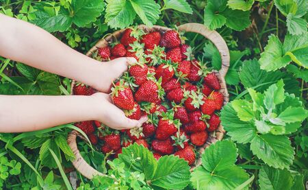 A child with strawberries in the hands. Selective focus. food.の写真素材