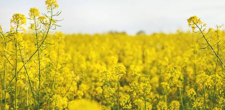 Yellow field in summer, mustard blooms. Selective focus. nature.