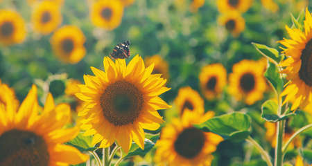 Butterfly on a sunflower in the field. Selective focus. nature.の写真素材