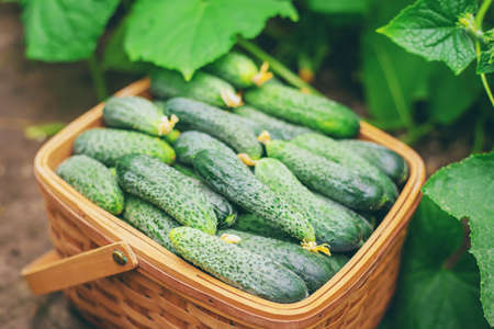 Harvest cucumbers in a basket. Selective focus. nature.の写真素材