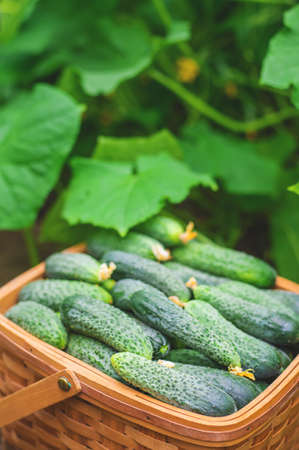 Harvest cucumbers in a basket. Selective focus. nature.の写真素材