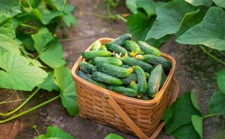 Harvest cucumbers in a basket. Selective focus. nature.の写真素材