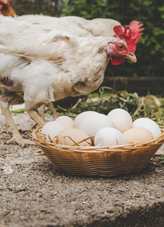 Homemade chicken eggs in a basket. Selective focus. nature.