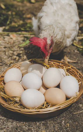 Homemade chicken eggs in a basket. Selective focus. nature.