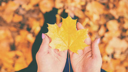 autumn leaf in the hands of a girl. Selective focus. nature.の写真素材