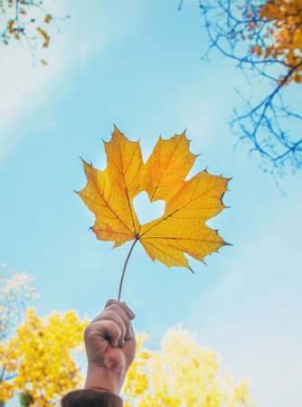 Children in the park with autumn leaves. Selective focus. nature.の写真素材