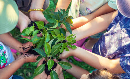 Children hold the earth and trees in their hands. Selective focus. nature.の写真素材