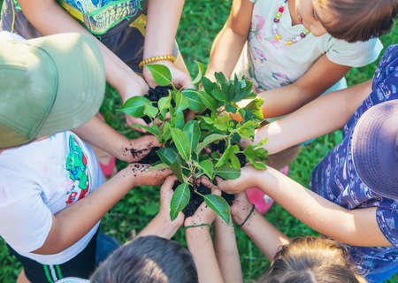 Children hold the earth and trees in their hands. Selective focus. nature.の写真素材