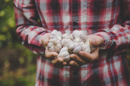 A man farmer holds a harvest of garlic in his hands. Selective focus. nature.