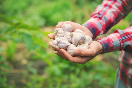 A man farmer holds a harvest of garlic in his hands. Selective focus. nature.